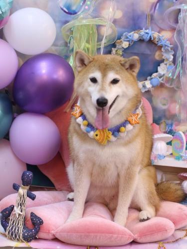 20240831こはるちゃん